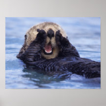 Na, Etats-Unis, Alaska. Les loutres de mer sont le Affiches