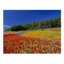 Nakafurano, Sorachi, Hokkaido, Japon Cartes Postales