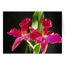 Naokazu fleurs "de boule de feu" (Potinara) Cartes De Vœux