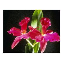 Naokazu fleurs "de boule de feu" (Potinara) Cartes Postales