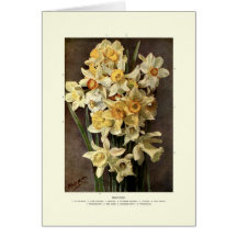 Narcisses Cartes