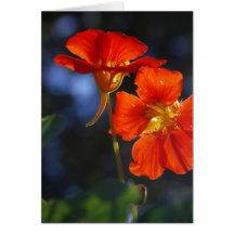 Nasturces Cartes De Vœux