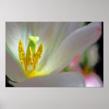 Nation de pollen poster