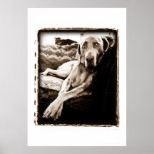 Nation de Weimaraner : La "chaise de Ballou " Posters