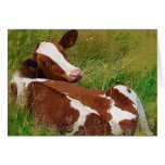 Ne me tracassez pas vache carte de vœux