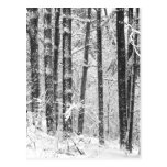 Neige d'hiver carte postale