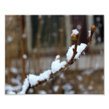 Neige sur une neige en baisse Bokeh de branche Photographies D’art