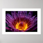 Nénuphar #1-Poster