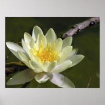 Nénuphar blanc affiches