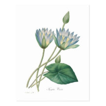 Nénuphar bleu carte postale