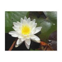 Nénuphar cartes postales