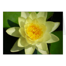 Nénuphar crème carte de vœux