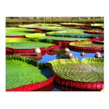 Nénuphar géant d'Amazone Cartes Postales