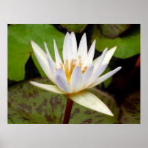 Nénuphar Posters