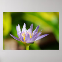 Nénuphar Poster