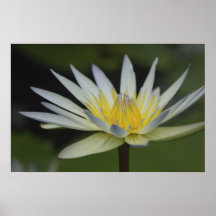Nénuphar Posters