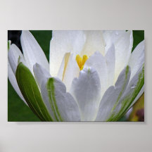 Nénuphar Posters