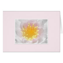 Nénuphar rose cartes de vœux