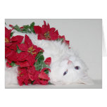 Noël blanc de minou cartes de vœux
