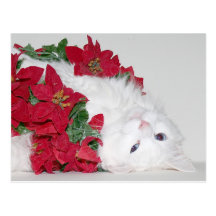 Noël blanc de minou cartes postales