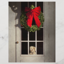 Noël - Clinton, NJ - chiot de Noël Prospectus