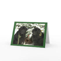 Noël de Newfie