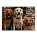 Noël - golden retriever - emballeur Bella Darby Cartes De Vœux