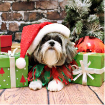 Noël - Shih Tzu - Vince Photos En Relief