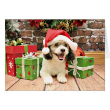 Noël - ShihPoo - maximum Carte De Vœux