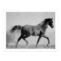 Noir et blanc de marche de cheval cartes postales