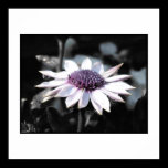 Noir et blanc de marguerite africaine à moitié posters