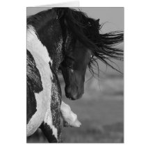 Noir et blanc frappe la carte de voeux de cheval s