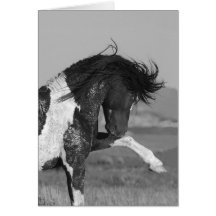 Noir et blanc frappe la carte de voeux de cheval s