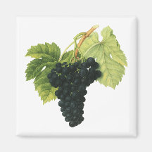 Nourriture vintage, fruit, raisins de vin rouge, f magnets