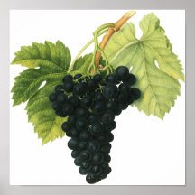 Nourriture vintage, fruit, raisins de vin rouge, f posters