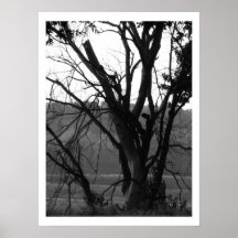 Nous sommes tous les membres du même arbre posters