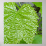 Nouveau macro de feuille de raisin posters