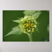Nouveau tournesol affiches