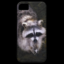 Nouvelle couverture de raton laveur du bébé iphone coques case-mate