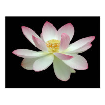 Nucifera de Nelumbo Cartes Postales