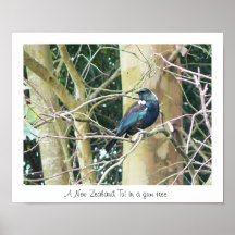 NZ Tui dans un arbre de gomme Affiches
