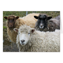 O nous aimons des moutons cartes de vœux