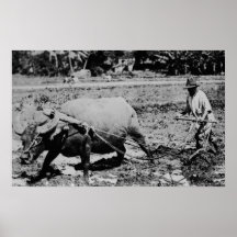 Oahu, Hawaï - un labourage de Buffalo et d'agricul Affiches