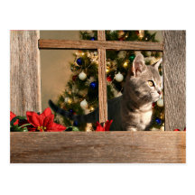 Observation pour Père Noël Cartes Postales