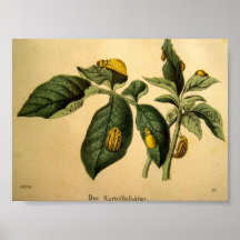 Obtenez votre 19ème portrait d'insecte de pomme de poster