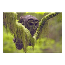 Occidentals repérés du nord de Strix de hibou Impression Photo