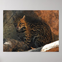 Ocelot Poster