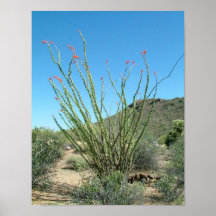 Ocotillo en fleur posters