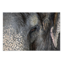 oeil de l'éléphant 8x10 photo d’art