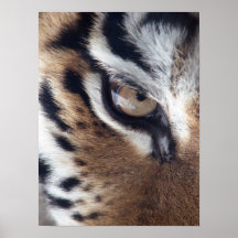 Oeil d'un tigre affiches